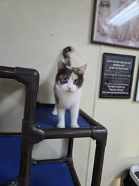 Izzy - Photo 7
