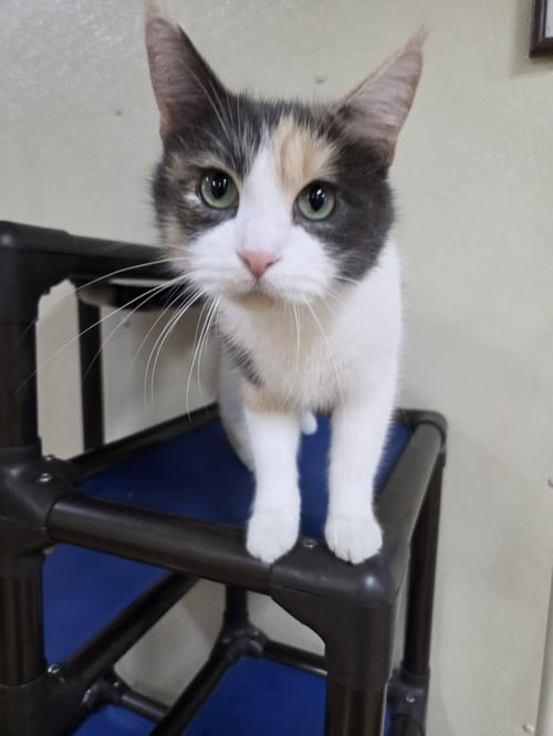 IZZY - Calico / Domestic Short Hair available for adoption