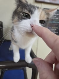Izzy - Photo 4