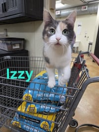 Izzy - Photo 10