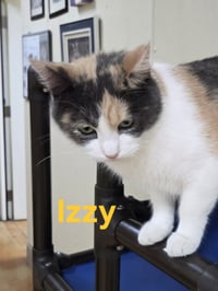 Izzy - Photo 6
