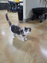 Izzy - Photo 8