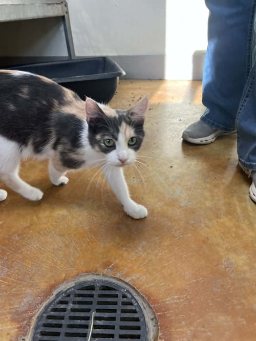 IZZY - Calico / Domestic Short Hair available for adoption