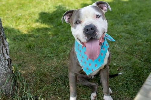 TRAVIS (SPONSORED FEE) - Pit Bull Terrier available for adoption