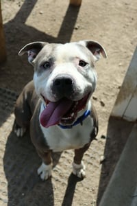 Travis (Sponsored Fee) - Photo 3