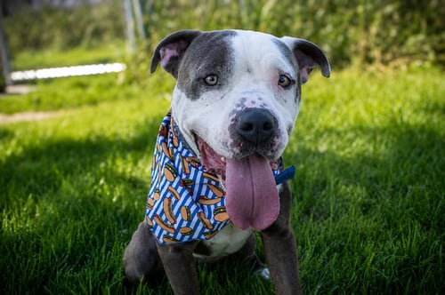 TRAVIS (SPONSORED FEE) - Pit Bull Terrier available for adoption