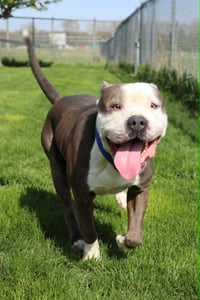 Travis (Sponsored Fee) - Photo 2