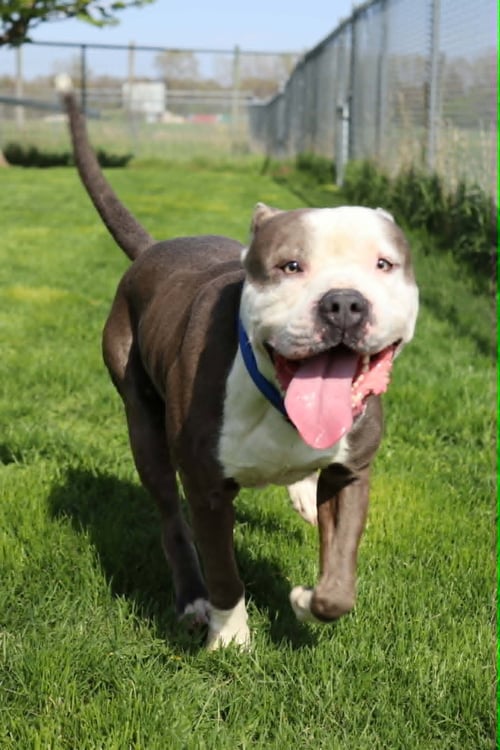 TRAVIS (SPONSORED FEE) - Pit Bull Terrier available for adoption