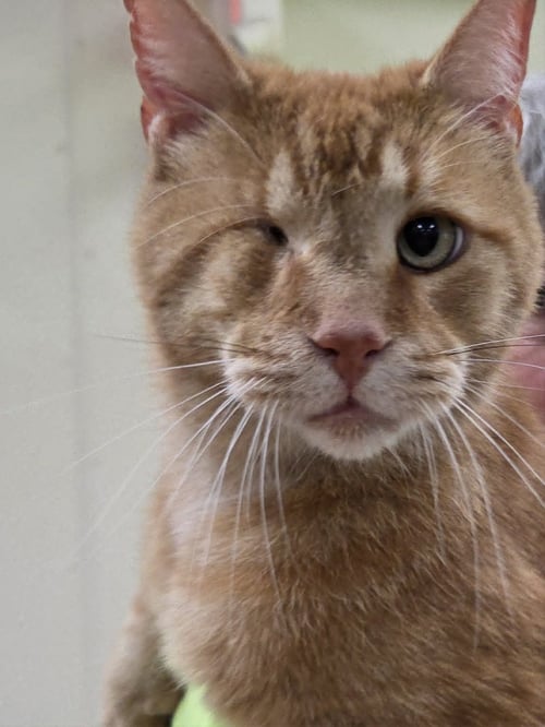 WINKIE - Tiger / Domestic Short Hair available for adoption