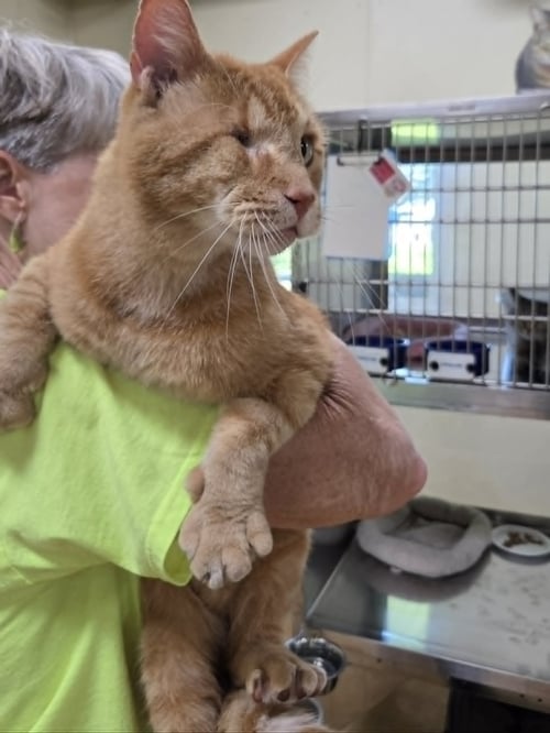 WINKIE - Tiger / Domestic Short Hair available for adoption