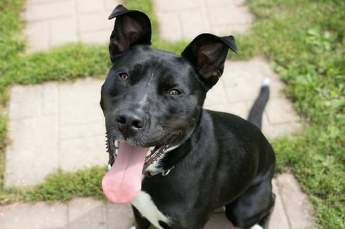 NALA - Pit Bull Terrier / Husky available for adoption