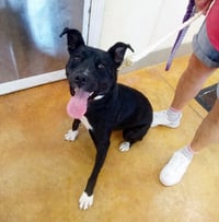 Nala - Photo 3