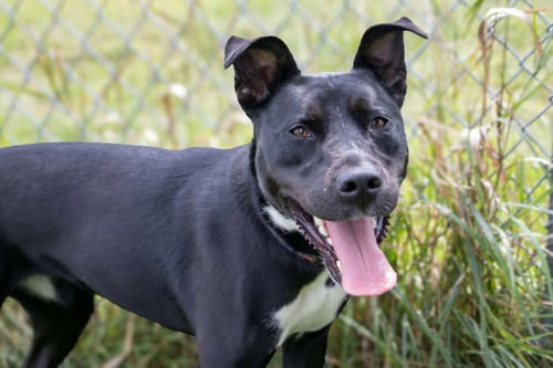 NALA - Pit Bull Terrier / Husky available for adoption