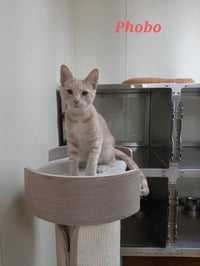 Phobo - Photo 2