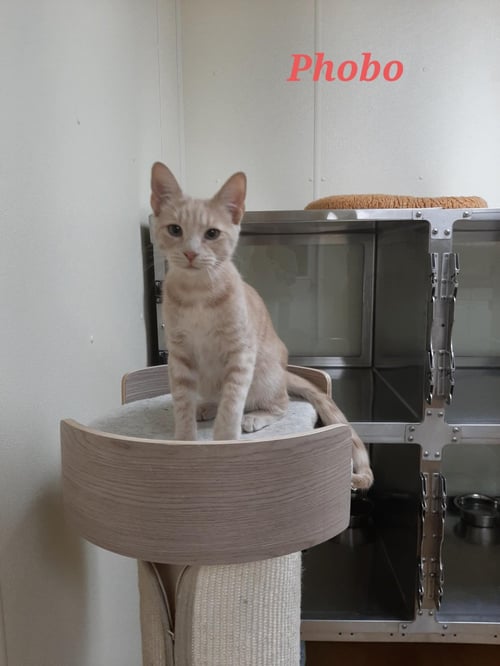 PHOBO - Tiger / Domestic Medium Hair available for adoption