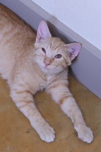 Phobo - Photo 1