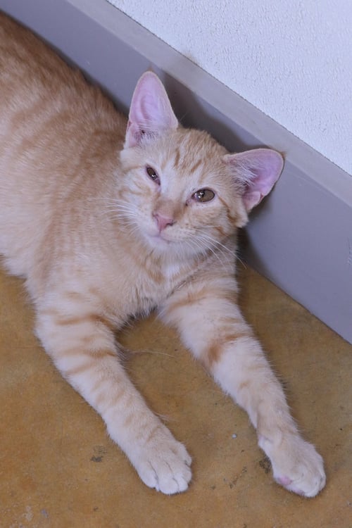 PHOBO - Tiger / Domestic Medium Hair available for adoption