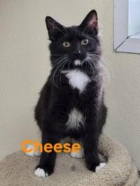 Cheese - Photo 1