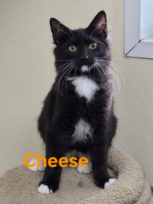 CHEESE - Domestic Short Hair available for adoption