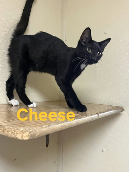 CHEESE - Domestic Short Hair for adoption in Rochester