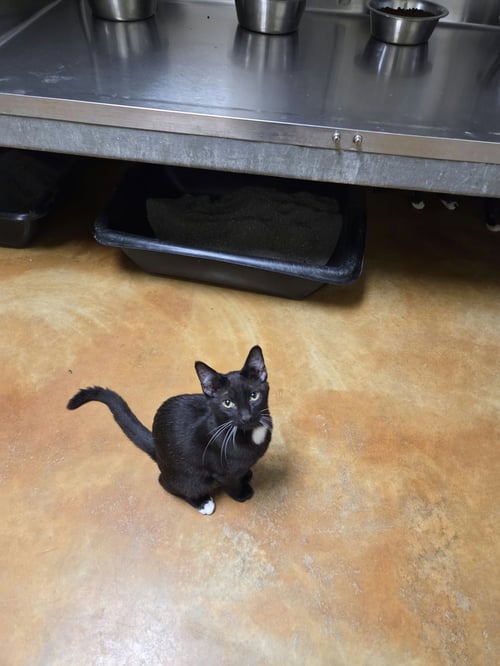 CHEESE - Domestic Short Hair available for adoption