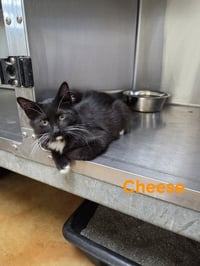 Cheese - Photo 6