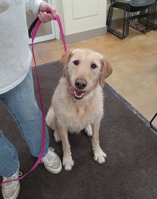 MARGIE - Yellow Labrador Retriever / Poodle (Standard) available for adoption