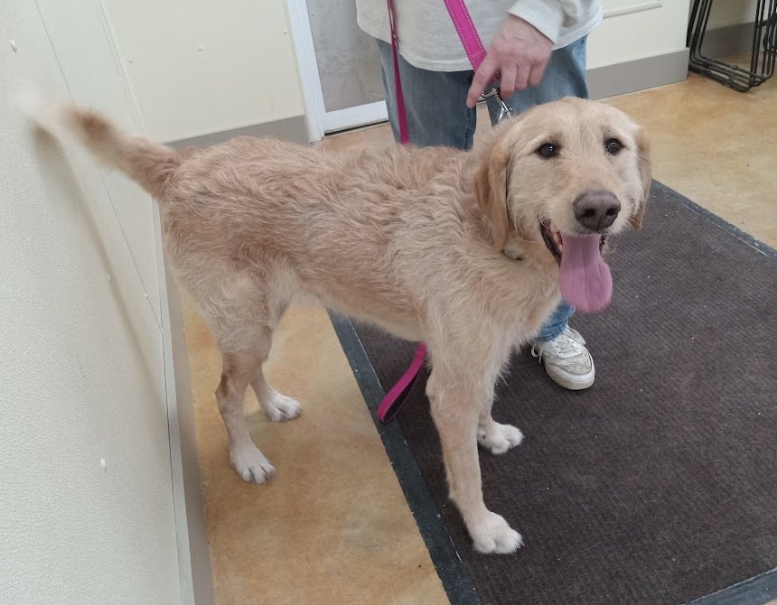 MARGIE - Yellow Labrador Retriever / Poodle (Standard) available for adoption