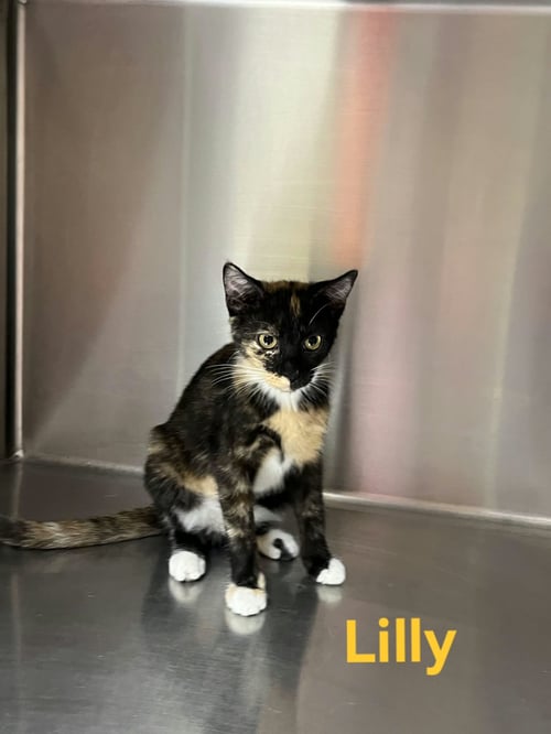 LILLY - Tortoiseshell / Domestic Short Hair for adoption in Rochester