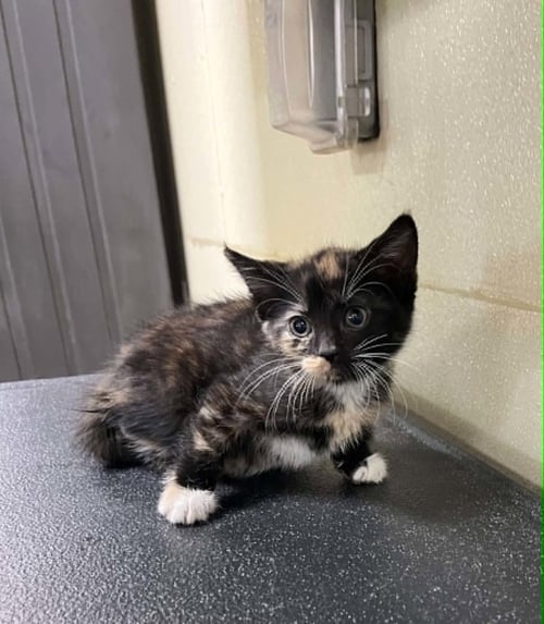 LILLY - Tortoiseshell / Domestic Short Hair available for adoption