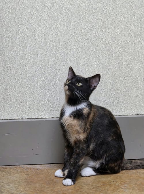 LILLY - Tortoiseshell / Domestic Short Hair available for adoption