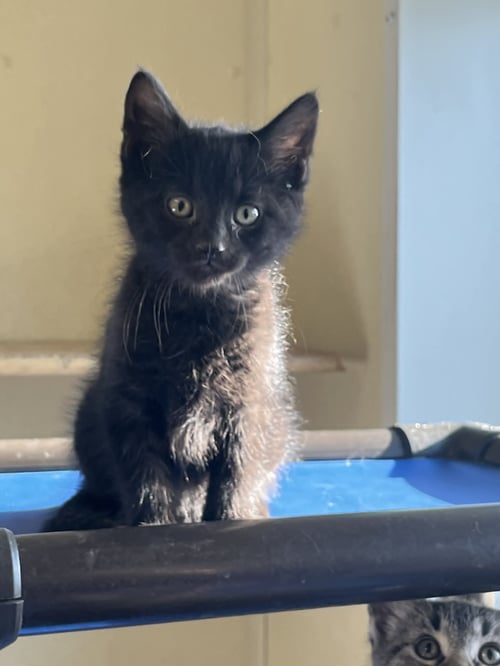 CINDY - Domestic Short Hair available for adoption