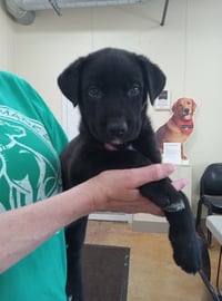 Zucchini (adoption pending) - Photo 1