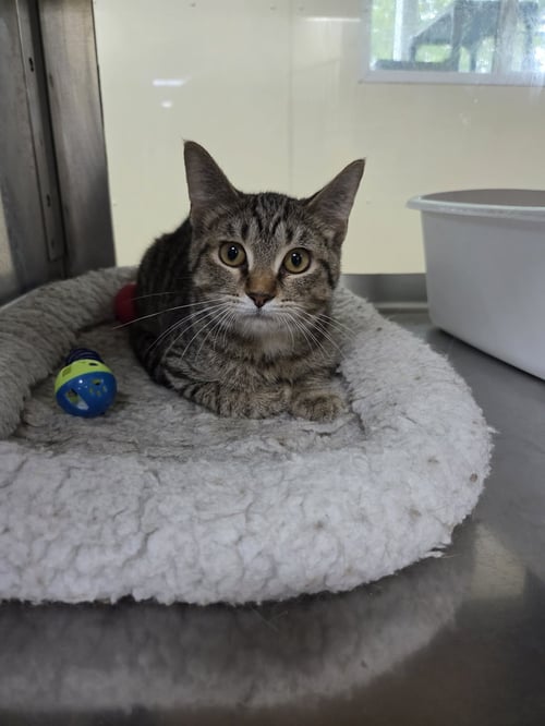 NATE - Tiger / Domestic Short Hair available for adoption