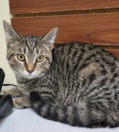 NATE - Tiger / Domestic Short Hair available for adoption