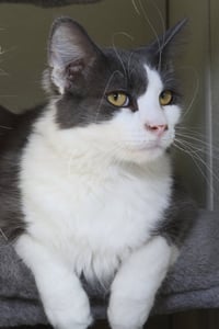 Fonzie - Photo 7