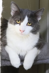 Fonzie - Photo 3