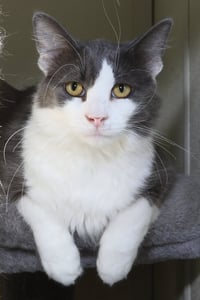 Fonzie - Photo 9
