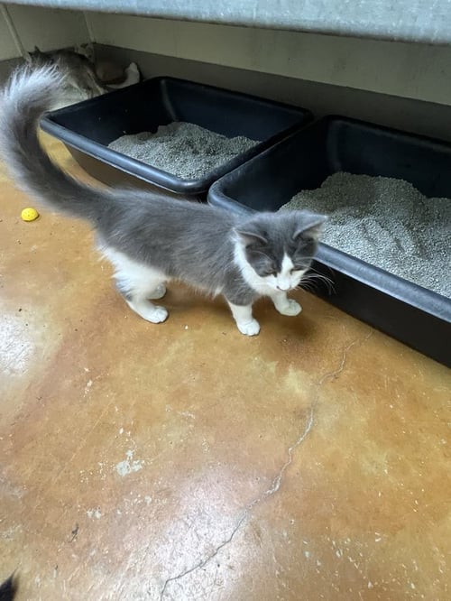 FONZIE - Domestic Short Hair available for adoption