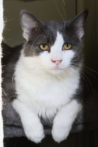 Fonzie - Photo 4