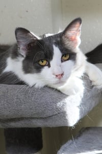 Fonzie - Photo 6