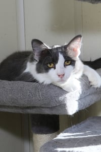 Fonzie - Photo 5