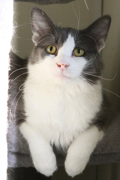 FONZIE - Domestic Short Hair available for adoption