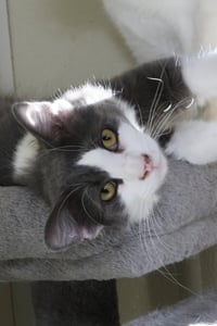 Fonzie - Photo 8