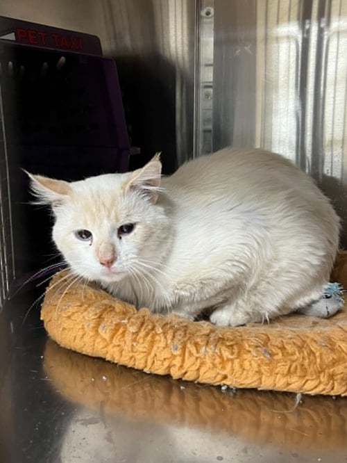 RICHARD - Siamese available for adoption