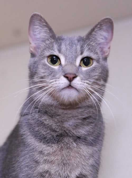 LEAH - Domestic Short Hair / Calico available for adoption