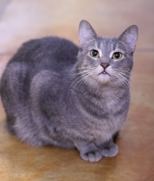 LEAH - Domestic Short Hair / Calico available for adoption