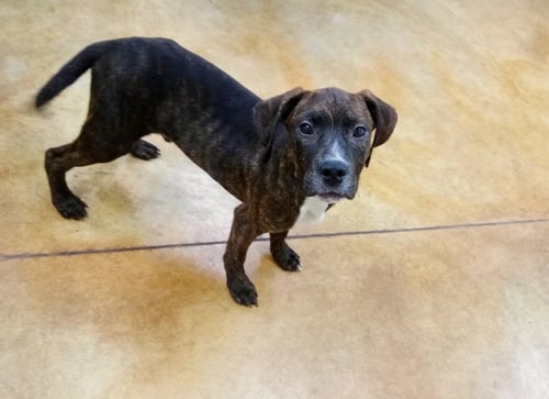 MERRITT - Pit Bull Terrier / Hound for adoption in Rochester