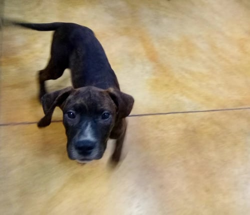 MERRITT - Pit Bull Terrier / Hound available for adoption