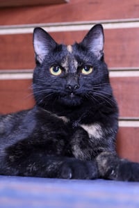 Kindra - Photo 2